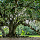Audubon Park Oak Tree Wall Art Audubon Park Oak Tree Wall Art