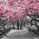 Central Park NY Cherry Blossoms Wall Art Central Park NY Cherry Blossoms Wall Art