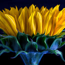 Sunflower Side View Wall Art Sunflower Side View Wall Art