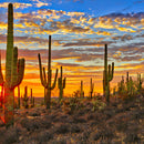 Sunset Cactus Wall Art Sunset Cactus Wall Art