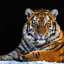 Tiger Snapshot Wall Art Tiger Snapshot Wall Art