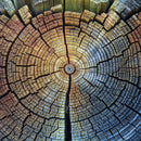 Tree Trunk Pattern Wall Art Tree Trunk Pattern Wall Art