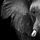 Wise Elephant Wall Art Wise Elephant Wall Art