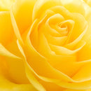 Yellow Rose Petals Wall Art Yellow Rose Petals Wall Art