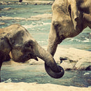 Asian Elephants Wall Art Asian Elephants Wall Art
