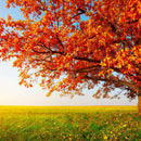 Autumn Oak Tree Wall Art Autumn Oak Tree Wall Art