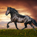 Baroque Horse Wall Art Baroque Horse Wall Art