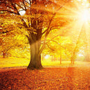 Bright Autumn Wall Art Bright Autumn Wall Art