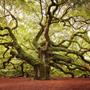 Charleston Angel Oak Tree Wall Art Charleston Angel Oak Tree Wall Art
