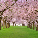 Cherry Blossom Trees Wall Art Cherry Blossom Trees Wall Art