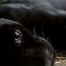 Comfortable Black Panther Wall Art Comfortable Black Panther Wall Art