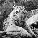 Textured White Tiger Wall Art Textured White Tiger Wall Art