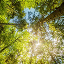 Tree Top Wall Art Tree Top Wall Art