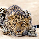 Watchful Jaguar Wall Art Watchful Jaguar Wall Art