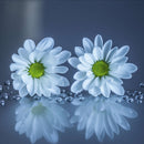 White Daisies Wall Art White Daisies Wall Art