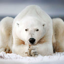 Yoga Polar Bear Wall Art Yoga Polar Bear Wall Art