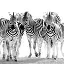 Zebras On The Move Wall Art Zebras On The Move Wall Art