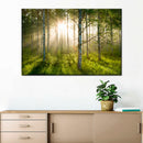 Birch Forest Sunlight Wall Art Birch Forest Sunlight Wall Art