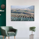 Tequila Jalisco Agave Field Wall Art Tequila Jalisco Agave Field Wall Art