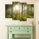Birch Forest Sunlight Wall Art Birch Forest Sunlight Wall Art