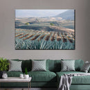 Tequila Jalisco Agave Field Wall Art Tequila Jalisco Agave Field Wall Art