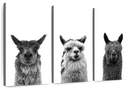 Trio Alpaca Wall Art Trio Alpaca Wall Art