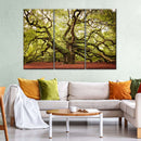 Charleston Angel Oak Tree Wall Art Charleston Angel Oak Tree Wall Art