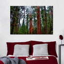 Vibrant Redwood Wall Art Vibrant Redwood Wall Art
