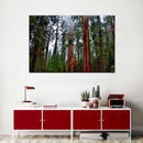 Vibrant Redwood Wall Art Vibrant Redwood Wall Art
