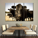 Black Angus Cattle Wall Art Black Angus Cattle Wall Art