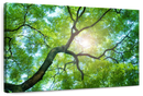 Tree Canopy Sunshine Wall Art Tree Canopy Sunshine Wall Art