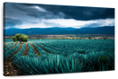 Agave Plantation At Morning Wall Art Agave Plantation At Morning Wall Art
