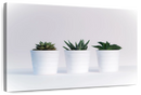 Three Succulents Wall Art Three Succulents Wall Art