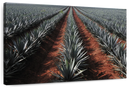 Agave Field Wall Art Agave Field Wall Art