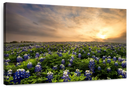 Bluebonnets At Sunset Wall Art Bluebonnets At Sunset Wall Art