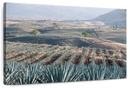 Tequila Jalisco Agave Field Wall Art Tequila Jalisco Agave Field Wall Art