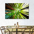 Ancient California Redwood Wall Art Ancient California Redwood Wall Art