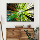 Ancient California Redwood Wall Art Ancient California Redwood Wall Art