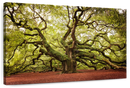 Charleston Angel Oak Tree Wall Art Charleston Angel Oak Tree Wall Art