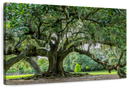 Audubon Park Oak Tree Wall Art Audubon Park Oak Tree Wall Art