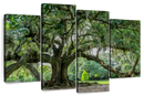 Audubon Park Oak Tree Wall Art Audubon Park Oak Tree Wall Art