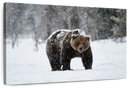 Winter Grizzly Bear Wall Art Winter Grizzly Bear Wall Art