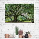 Audubon Park Oak Tree Wall Art Audubon Park Oak Tree Wall Art