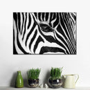 Zebra Eye Wall Art Zebra Eye Wall Art