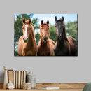 Young Horses Wall Art Young Horses Wall Art