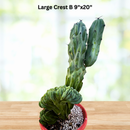 Crested Blue Flame