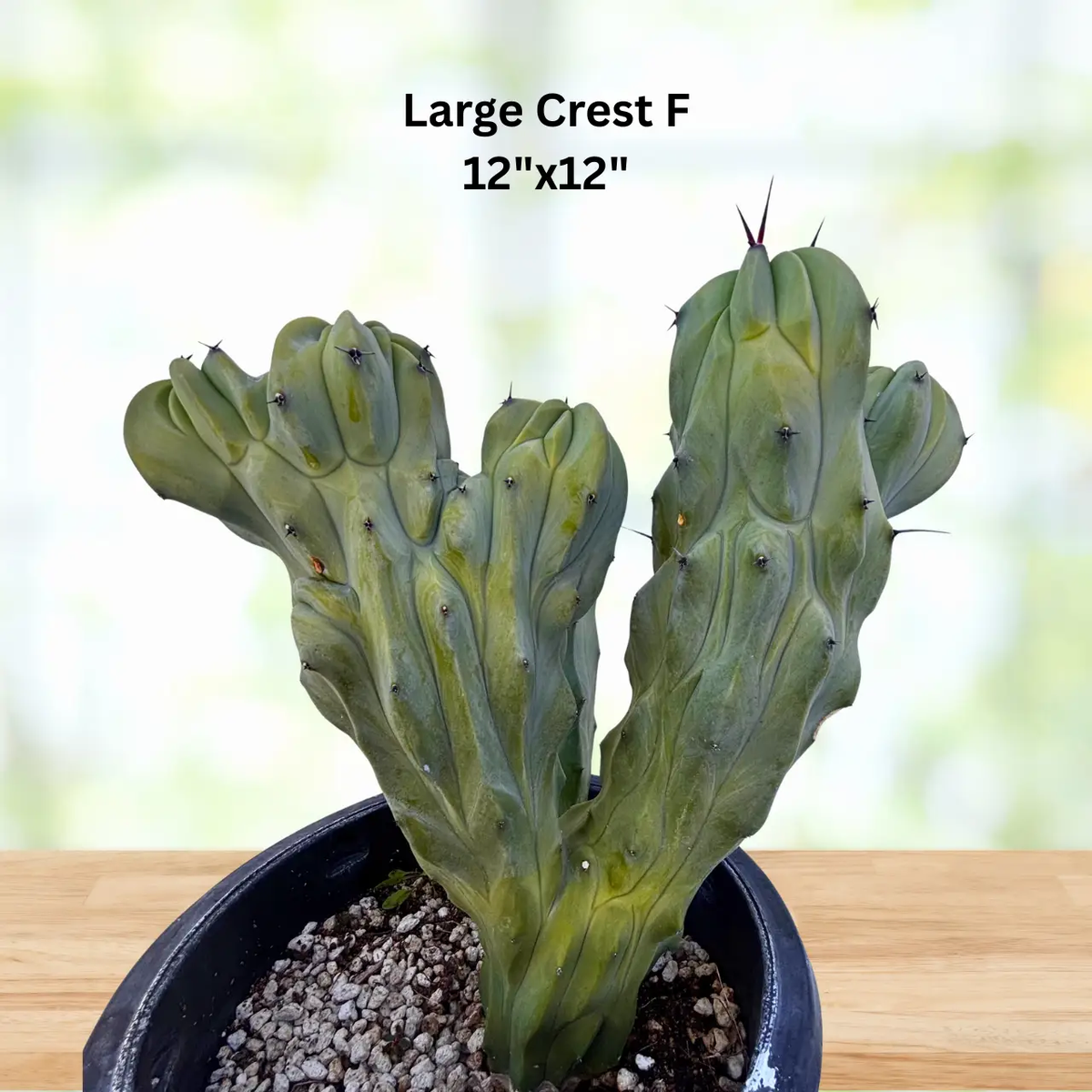 Crested Blue Flame, photo 11 of 13