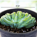 Crested Blue Flame by The Cactus Outlet