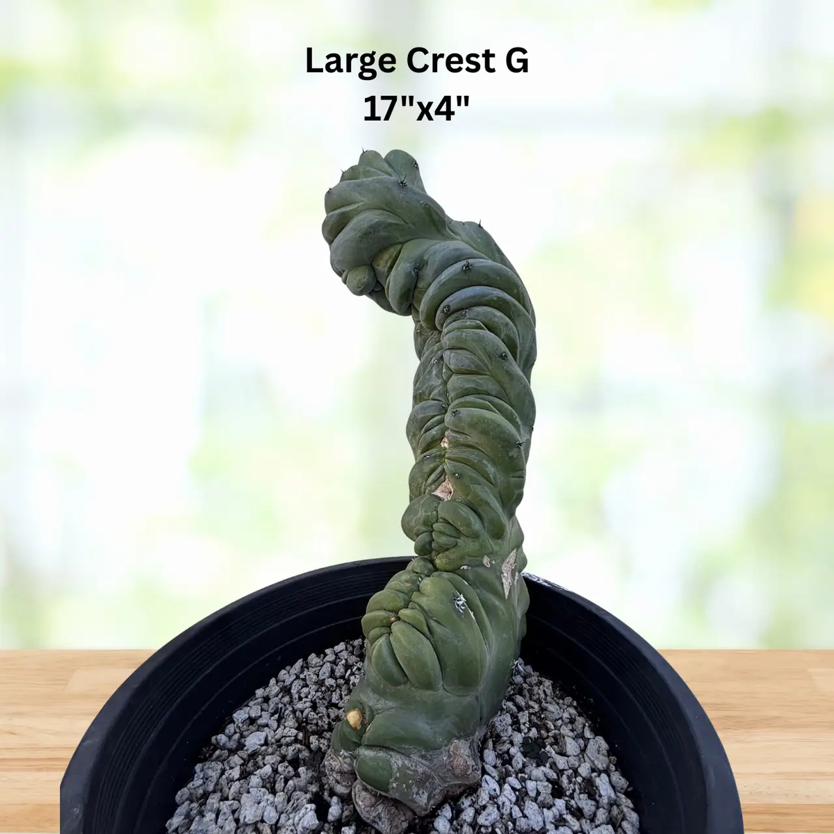 Crested Blue Flame, photo 12 of 13