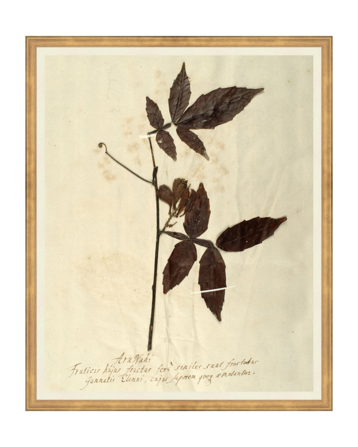 Herbarium I, photo 2 of 9